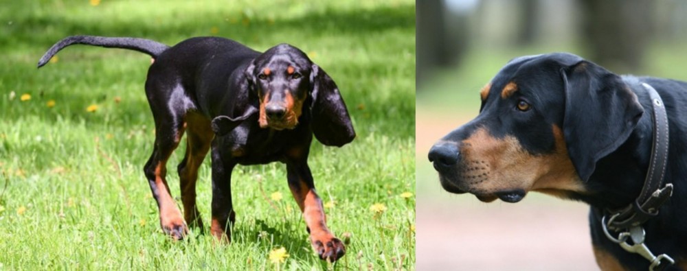 Lithuanian Hound vs Black and Tan Coonhound - Breed Comparison