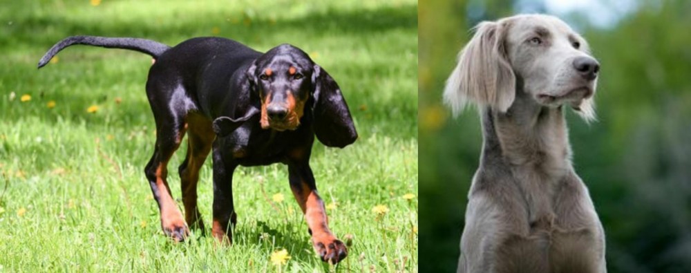 Longhaired Weimaraner vs Black and Tan Coonhound - Breed Comparison