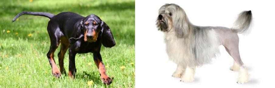 Lowchen vs Black and Tan Coonhound - Breed Comparison