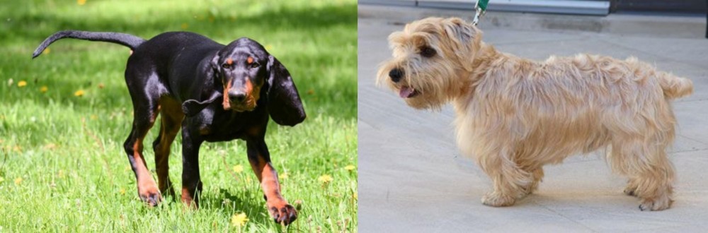 Lucas Terrier vs Black and Tan Coonhound - Breed Comparison