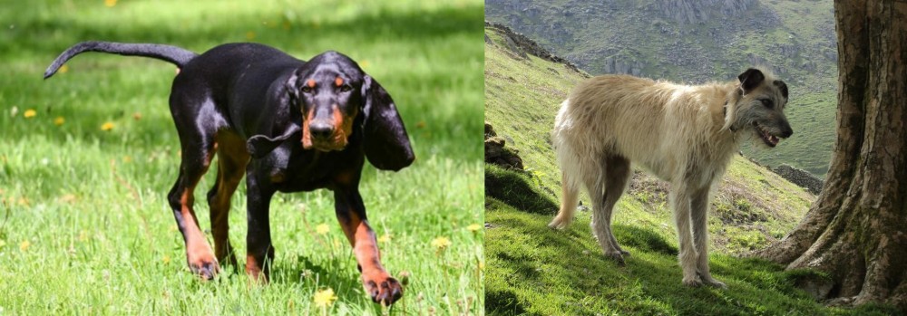 Lurcher vs Black and Tan Coonhound - Breed Comparison