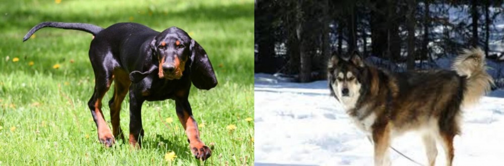 Mackenzie River Husky vs Black and Tan Coonhound - Breed Comparison