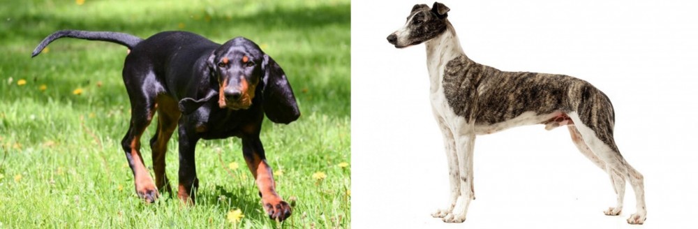 Magyar Agar vs Black and Tan Coonhound - Breed Comparison
