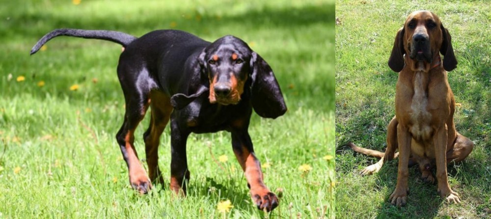 Majestic Tree Hound vs Black and Tan Coonhound - Breed Comparison