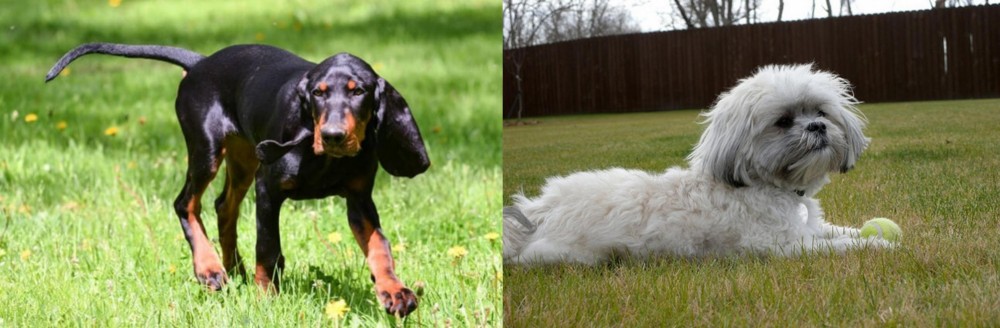 Mal-Shi vs Black and Tan Coonhound - Breed Comparison