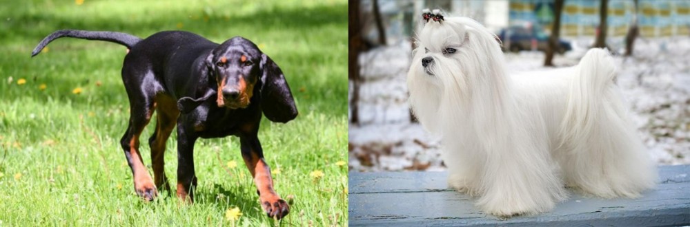 Maltese vs Black and Tan Coonhound - Breed Comparison