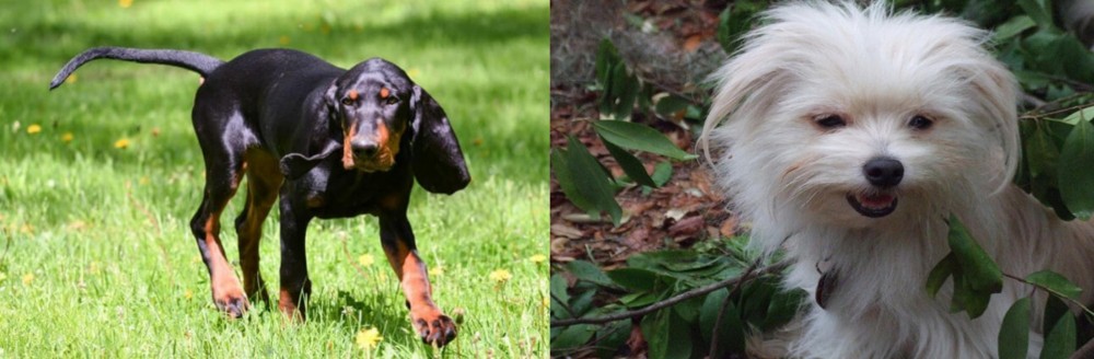 Malti-Pom vs Black and Tan Coonhound - Breed Comparison