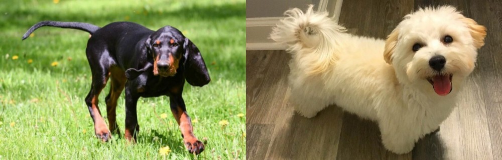 Maltipoo vs Black and Tan Coonhound - Breed Comparison