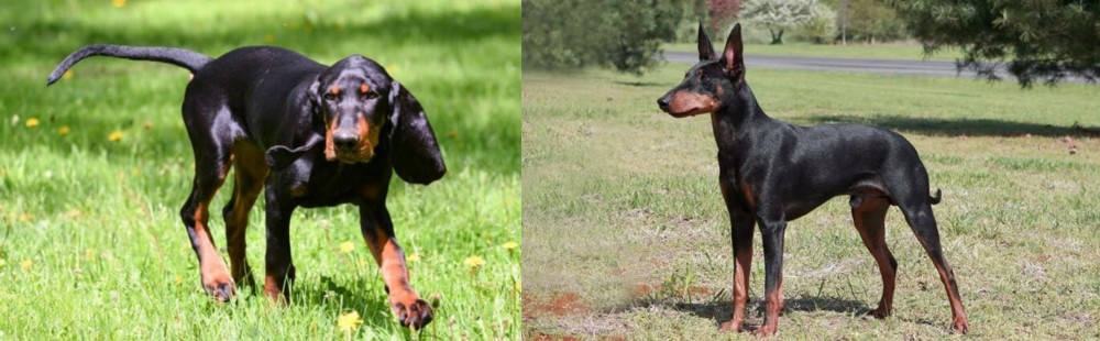 Manchester Terrier vs Black and Tan Coonhound - Breed Comparison