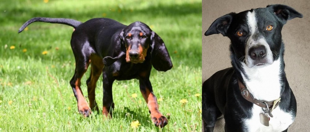 McNab vs Black and Tan Coonhound - Breed Comparison