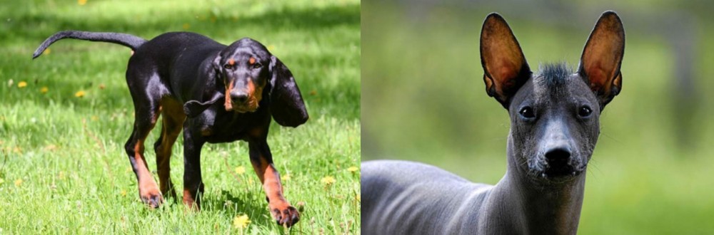 Mexican Hairless vs Black and Tan Coonhound - Breed Comparison