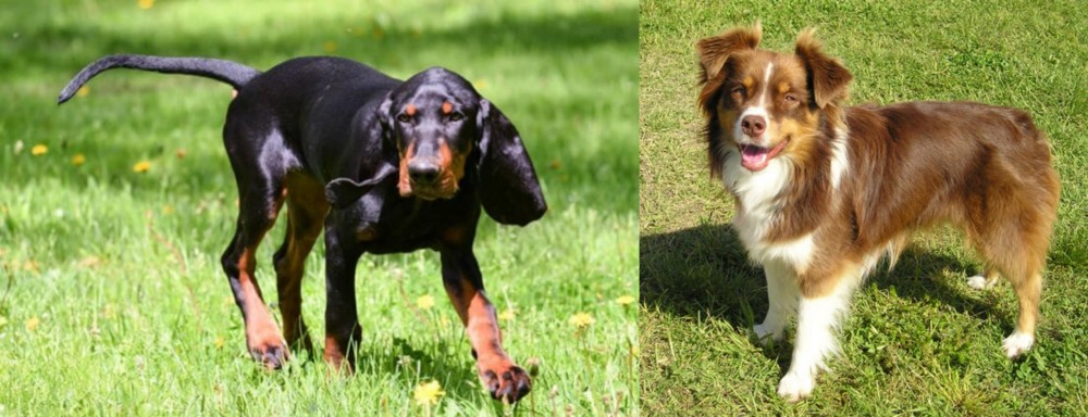 Miniature Australian Shepherd vs Black and Tan Coonhound - Breed Comparison