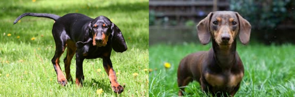 Miniature Dachshund vs Black and Tan Coonhound - Breed Comparison