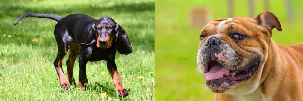 Miniature English Bulldog vs Black and Tan Coonhound - Breed Comparison