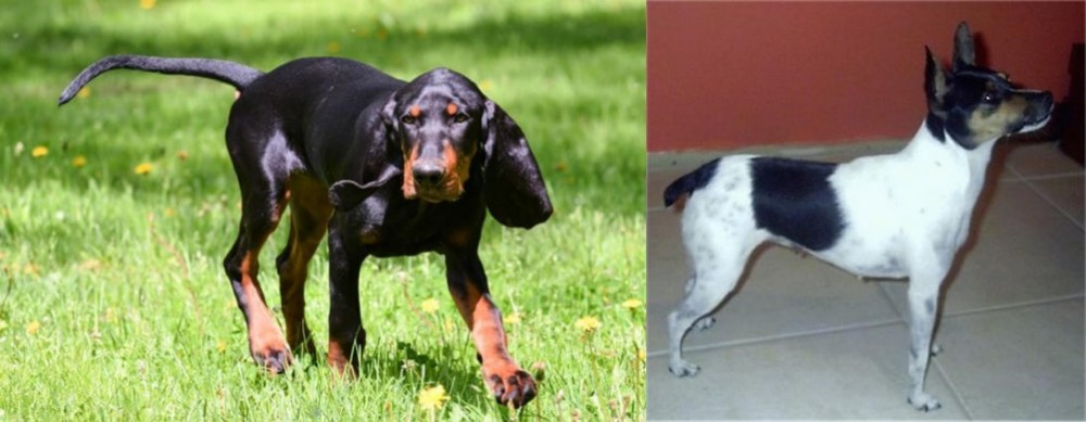 Miniature Fox Terrier vs Black and Tan Coonhound - Breed Comparison