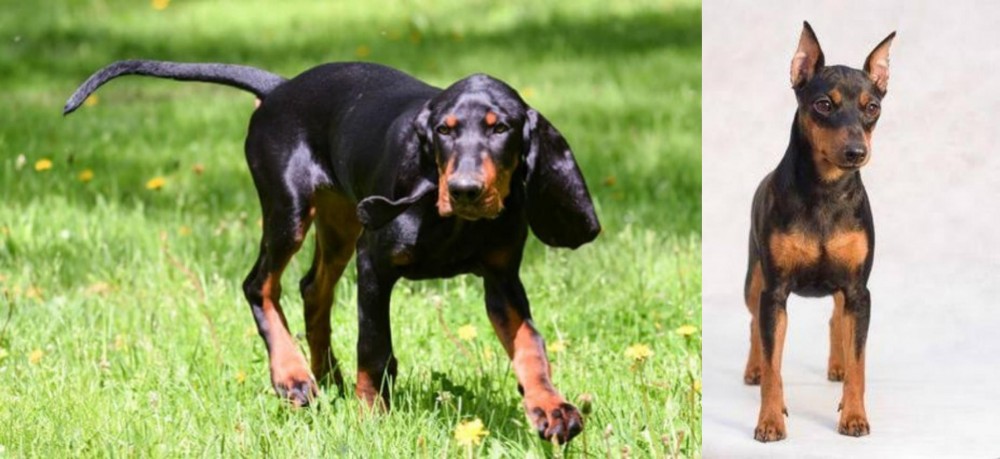 Miniature Pinscher vs Black and Tan Coonhound - Breed Comparison