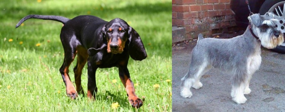 Miniature Schnauzer vs Black and Tan Coonhound - Breed Comparison