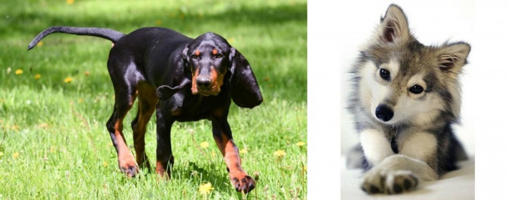Miniature Siberian Husky vs Black and Tan Coonhound - Breed Comparison