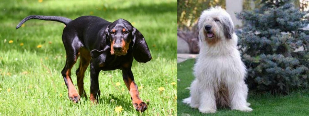 Mioritic Sheepdog vs Black and Tan Coonhound - Breed Comparison