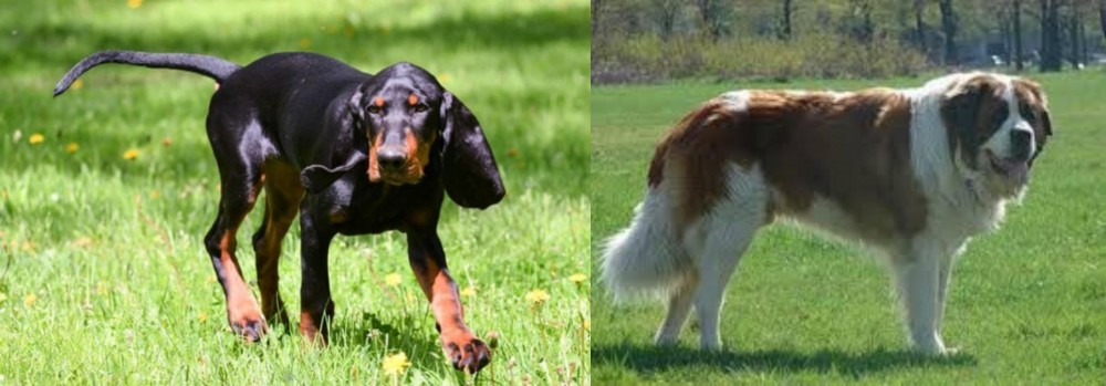Moscow Watchdog vs Black and Tan Coonhound - Breed Comparison