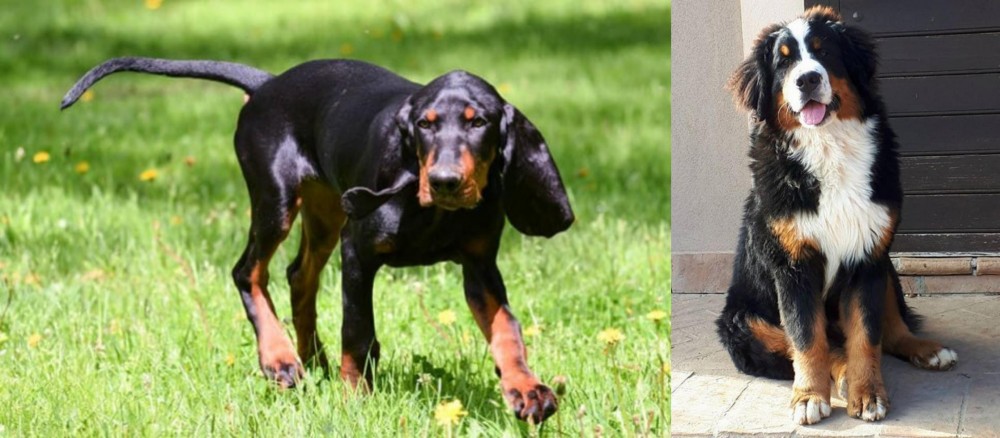 Mountain Burmese vs Black and Tan Coonhound - Breed Comparison