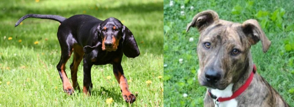 Mountain Cur vs Black and Tan Coonhound - Breed Comparison