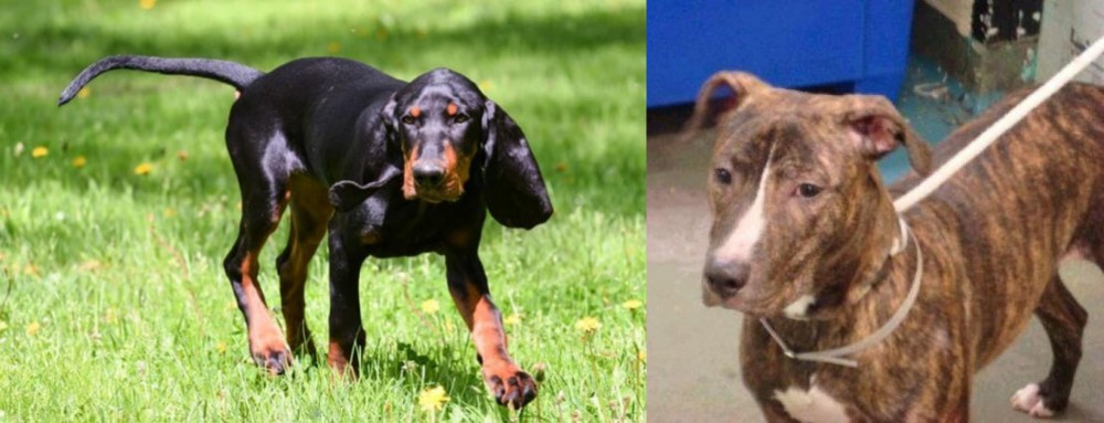 Mountain View Cur vs Black and Tan Coonhound - Breed Comparison