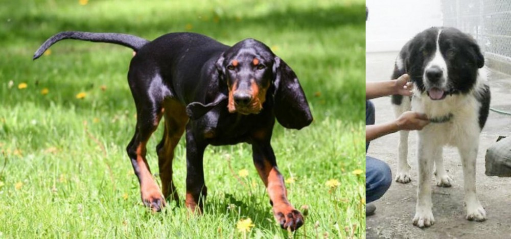Mucuchies vs Black and Tan Coonhound - Breed Comparison