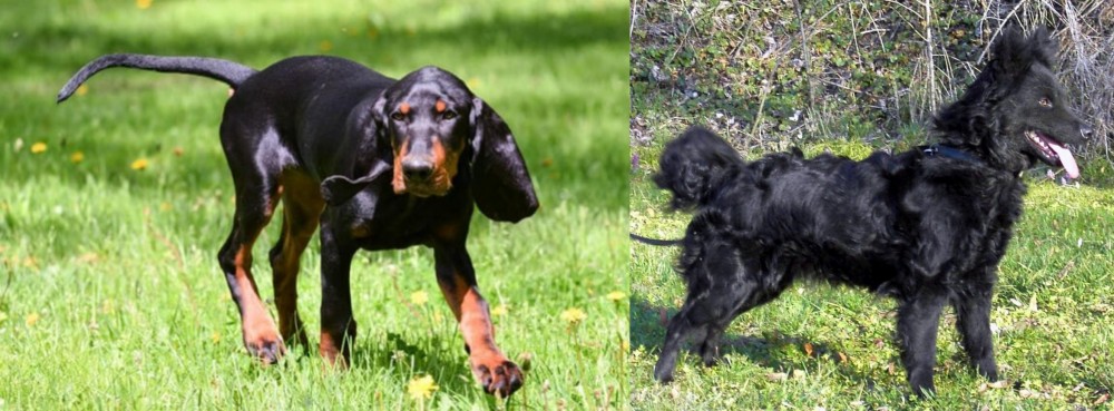 Mudi vs Black and Tan Coonhound - Breed Comparison