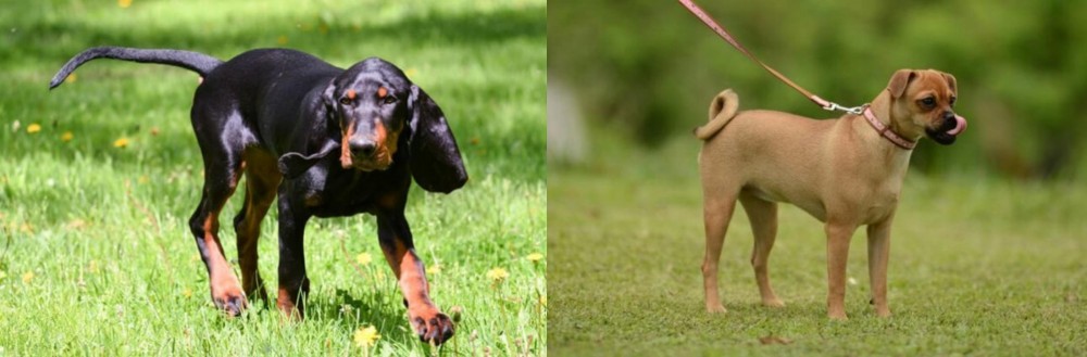 Muggin vs Black and Tan Coonhound - Breed Comparison