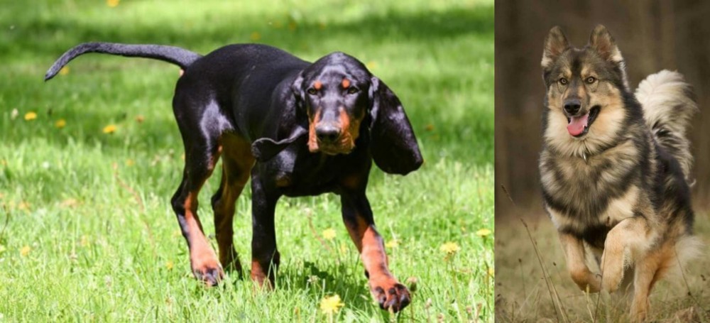 Native American Indian Dog vs Black and Tan Coonhound - Breed Comparison