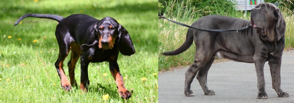 Neapolitan Mastiff vs Black and Tan Coonhound - Breed Comparison