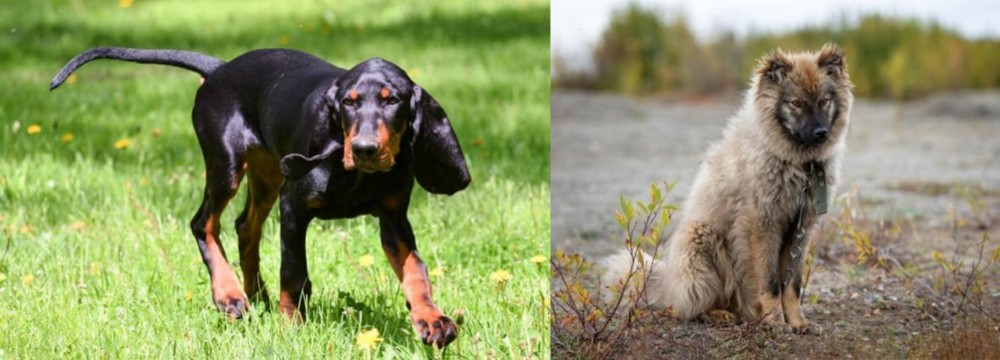 Nenets Herding Laika vs Black and Tan Coonhound - Breed Comparison