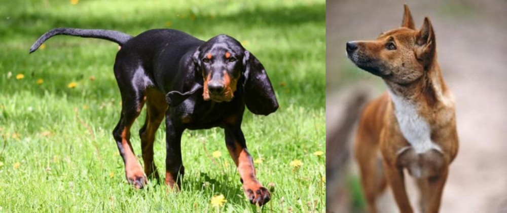 New Guinea Singing Dog vs Black and Tan Coonhound - Breed Comparison