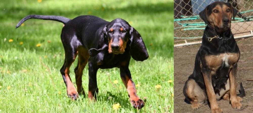 New Zealand Huntaway vs Black and Tan Coonhound - Breed Comparison