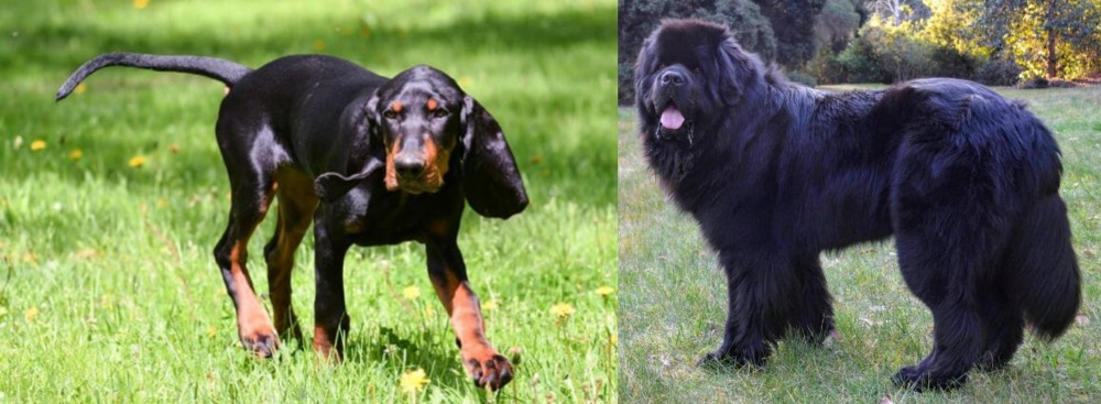 Newfoundland Dog vs Black and Tan Coonhound - Breed Comparison