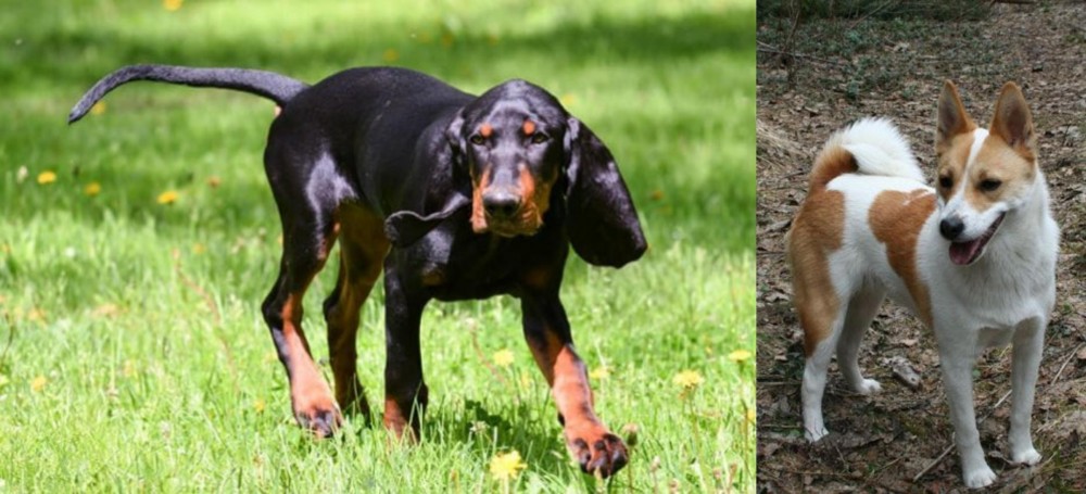 Norrbottenspets vs Black and Tan Coonhound - Breed Comparison
