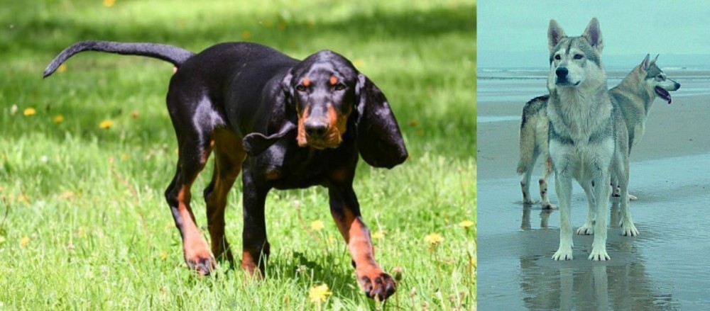 Northern Inuit Dog vs Black and Tan Coonhound - Breed Comparison