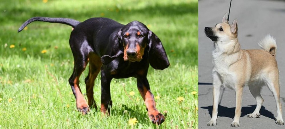 Norwegian Buhund vs Black and Tan Coonhound - Breed Comparison