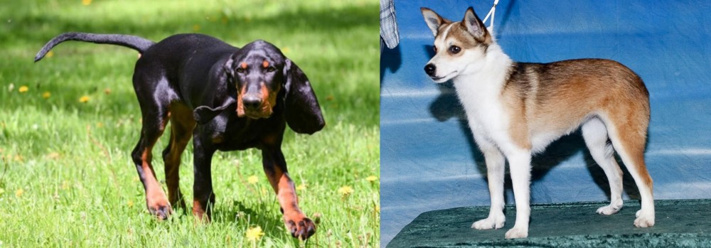 Norwegian Lundehund vs Black and Tan Coonhound - Breed Comparison