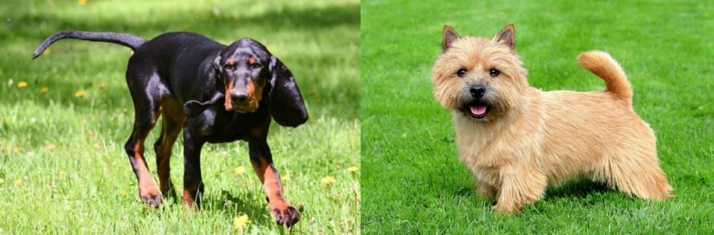 Norwich Terrier vs Black and Tan Coonhound - Breed Comparison