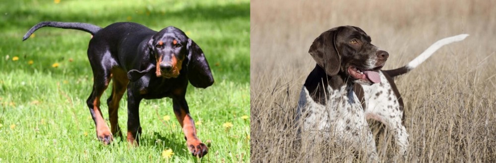 Old Danish Pointer vs Black and Tan Coonhound - Breed Comparison