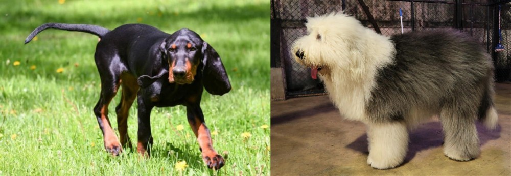 Old English Sheepdog vs Black and Tan Coonhound - Breed Comparison