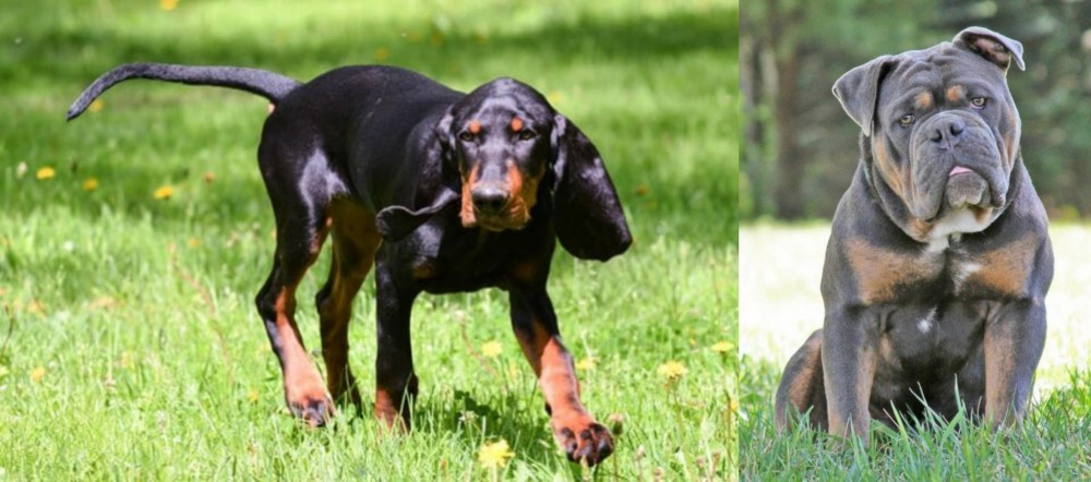 Olde English Bulldogge vs Black and Tan Coonhound - Breed Comparison