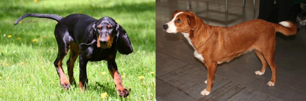 Osterreichischer Kurzhaariger Pinscher vs Black and Tan Coonhound - Breed Comparison