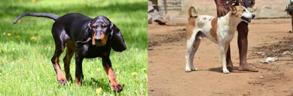Pandikona vs Black and Tan Coonhound - Breed Comparison