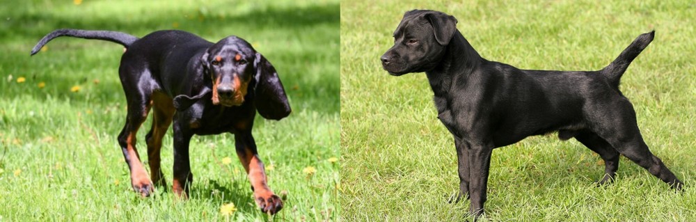 Patterdale Terrier vs Black and Tan Coonhound - Breed Comparison