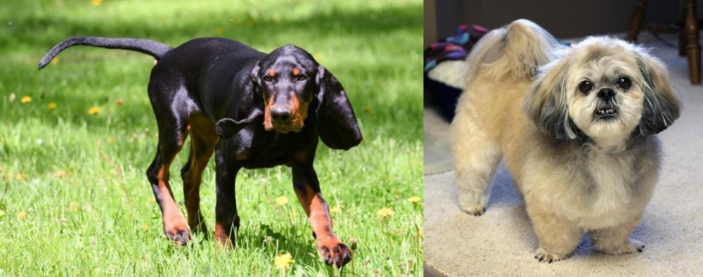 PekePoo vs Black and Tan Coonhound - Breed Comparison