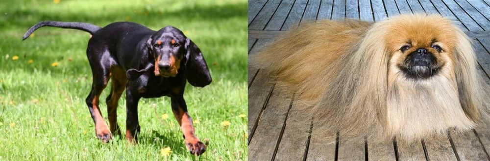 Pekingese vs Black and Tan Coonhound - Breed Comparison