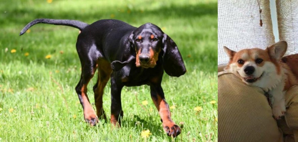 Pembroke Welsh Corgi vs Black and Tan Coonhound - Breed Comparison